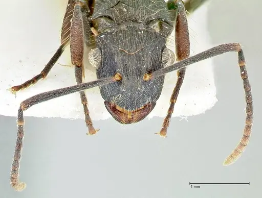 Polyrhachis cornuta specimen FOCOL2575 image focol2575_2