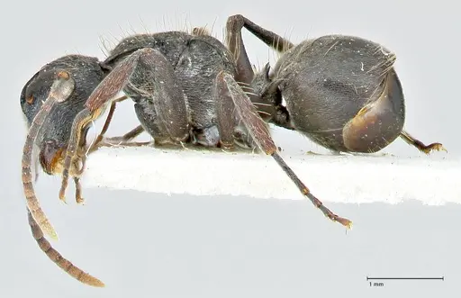 Polyrhachis cornuta specimen FOCOL2575 image focol2575_3