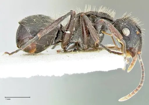 Polyrhachis cornuta specimen FOCOL2575 image focol2575_4