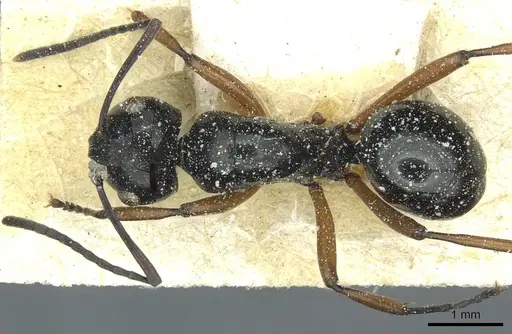 Polyrhachis corporaali specimen CASENT0912106 image casent0912106_1
