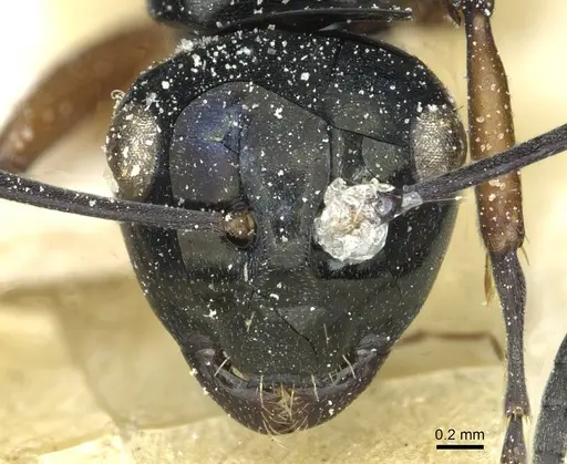 Polyrhachis corporaali specimen CASENT0912106 image casent0912106_2