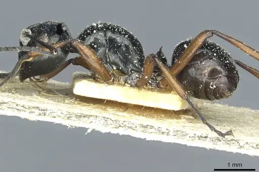 Polyrhachis corporaali specimen CASENT0912106 image casent0912106_3