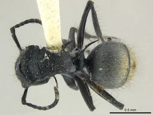 Polyrhachis costulata specimen CASENT0227525 image casent0227525_1