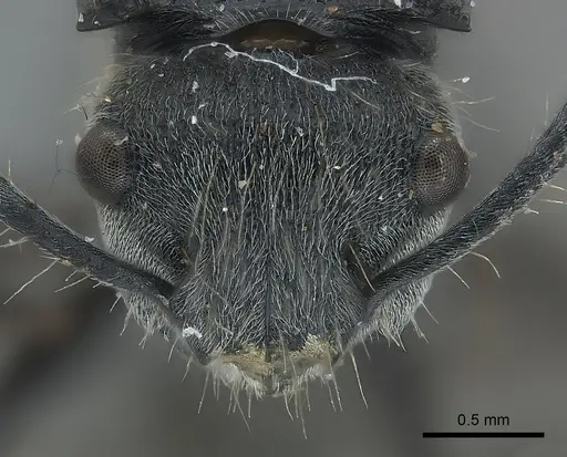 Polyrhachis costulata specimen CASENT0227525 image casent0227525_2
