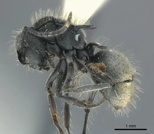 Polyrhachis costulata specimen CASENT0227525 image casent0227525_3