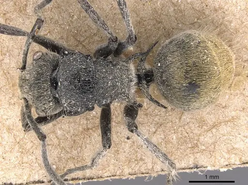 Polyrhachis costulata specimen CASENT0905583 image casent0905583_1