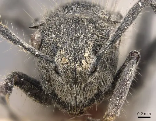 Polyrhachis costulata specimen CASENT0905583 image casent0905583_2