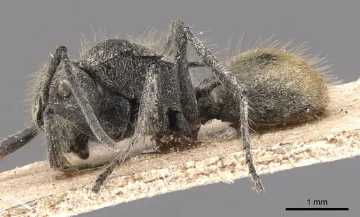 Polyrhachis costulata specimen CASENT0905583 image casent0905583_3