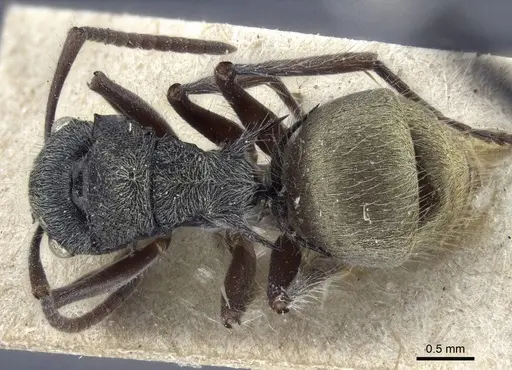 Polyrhachis costulata specimen CASENT0916640 image casent0916640_1