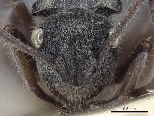 Polyrhachis costulata specimen CASENT0916640 image casent0916640_2