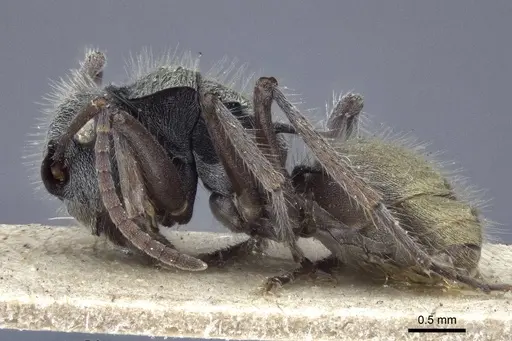 Polyrhachis costulata specimen CASENT0916640 image casent0916640_3