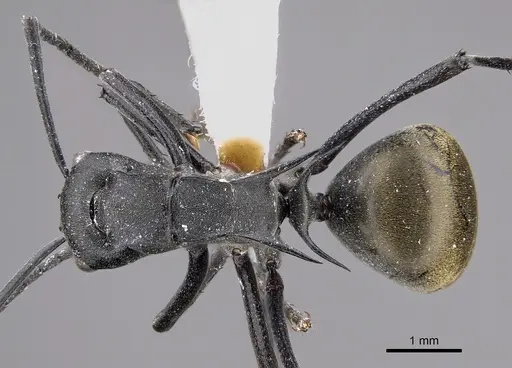 Polyrhachis cracenta specimen CASENT0887783 image casent0887783_1