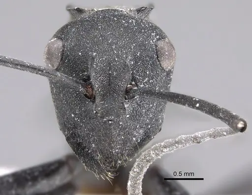 Polyrhachis cracenta specimen CASENT0887783 image casent0887783_2