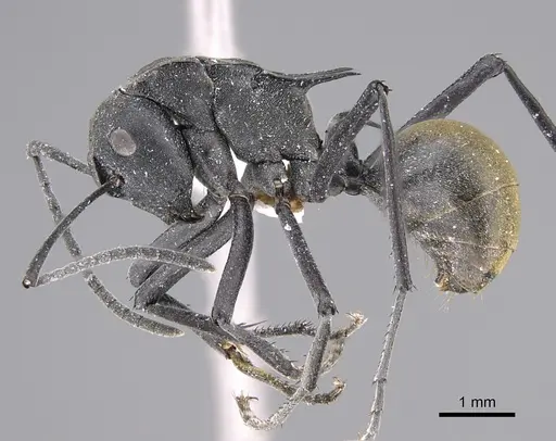 Polyrhachis cracenta specimen CASENT0887783 image casent0887783_3