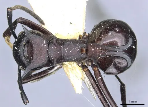 Polyrhachis craddocki specimen CASENT0903296 image casent0903296_1
