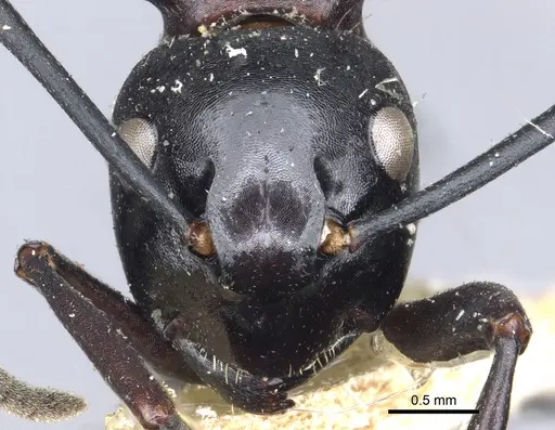 Polyrhachis craddocki specimen CASENT0903296 image casent0903296_2