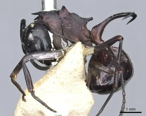 Polyrhachis craddocki specimen CASENT0903296 image casent0903296_3