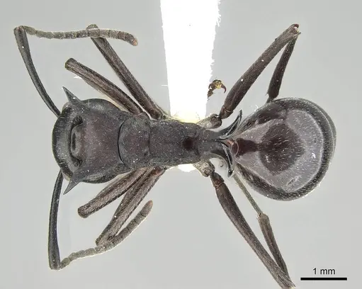 Polyrhachis craddocki specimen CASENT0919850 image casent0919850_1