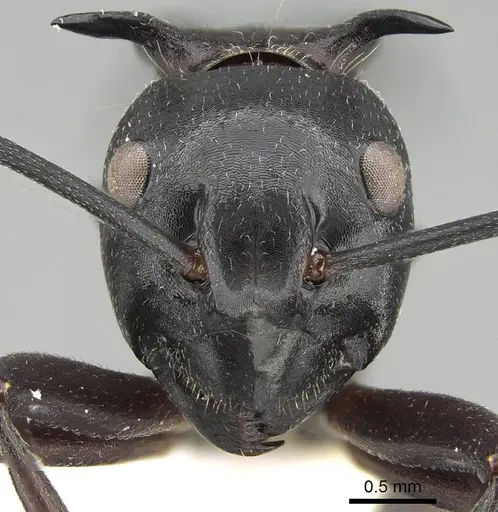 Polyrhachis craddocki specimen CASENT0919850 image casent0919850_2
