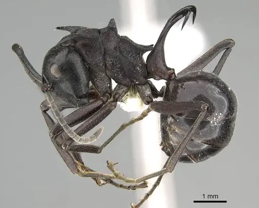 Polyrhachis craddocki specimen CASENT0919850 image casent0919850_3
