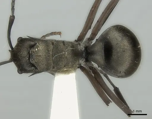 Polyrhachis crassispinosa specimen CASENT0217754 image casent0217754_1