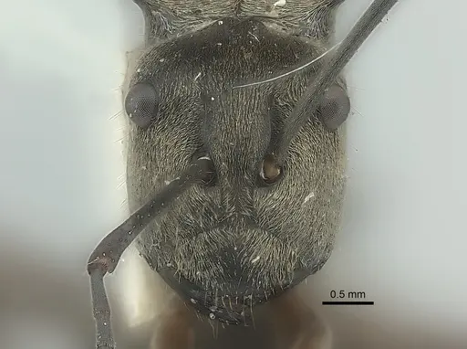 Polyrhachis crassispinosa specimen CASENT0217754 image casent0217754_2