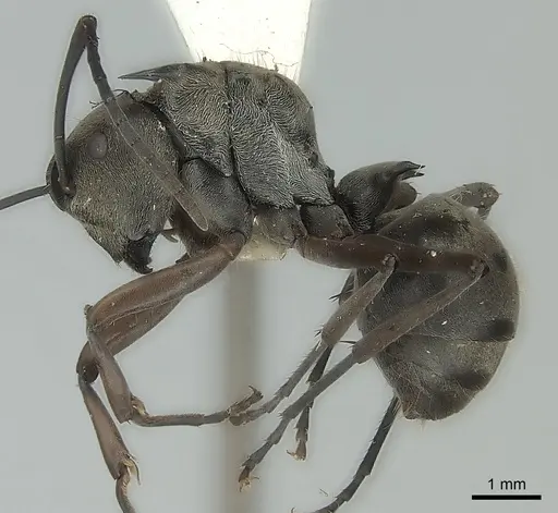 Polyrhachis crassispinosa specimen CASENT0217754 image casent0217754_3