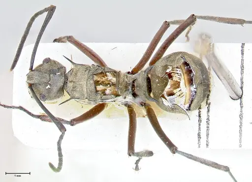 Polyrhachis crassispinosa specimen FOCOL2641 image focol2641_1