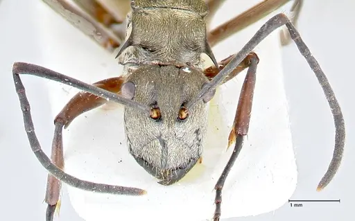 Polyrhachis crassispinosa specimen FOCOL2641 image focol2641_2