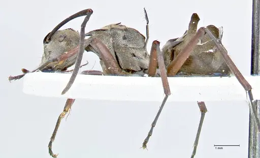 Polyrhachis crassispinosa specimen FOCOL2641 image focol2641_3
