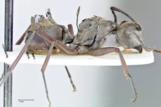 Polyrhachis crassispinosa specimen FOCOL2641 image focol2641_4
