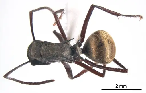 Polyrhachis crawleyi specimen ANTWEB1008703 image antweb1008703_1