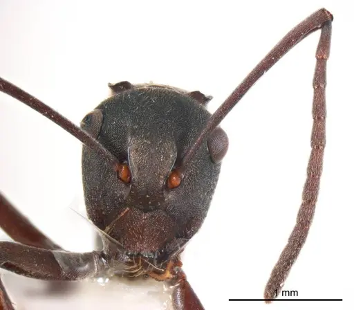 Polyrhachis crawleyi specimen ANTWEB1008703 image antweb1008703_2