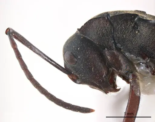 Polyrhachis crawleyi specimen ANTWEB1008703 image antweb1008703_3