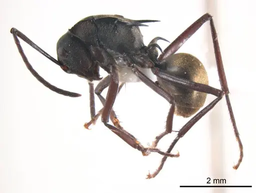 Polyrhachis crawleyi specimen ANTWEB1008703 image antweb1008703_4