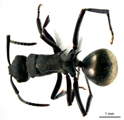 Polyrhachis crawleyi specimen ANTWEB1008704 image antweb1008704_1