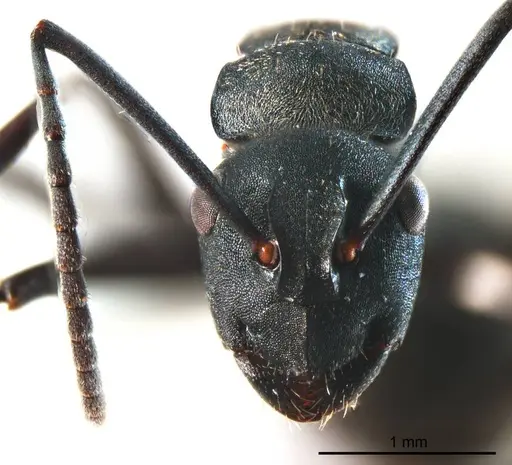 Polyrhachis crawleyi specimen ANTWEB1008704 image antweb1008704_2
