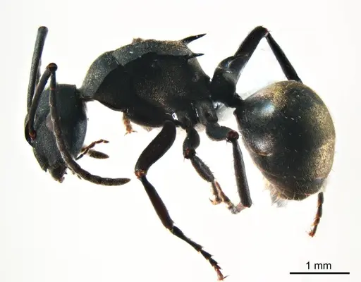 Polyrhachis crawleyi specimen ANTWEB1008704 image antweb1008704_4
