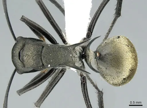 Polyrhachis crawleyi specimen CASENT0906588 image casent0906588_1
