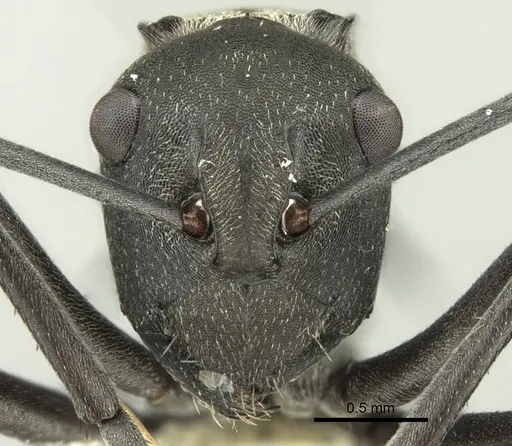 Polyrhachis crawleyi specimen CASENT0906588 image casent0906588_2