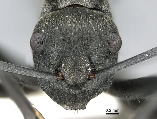Polyrhachis crawleyi specimen CASENT0906588 image casent0906588_3