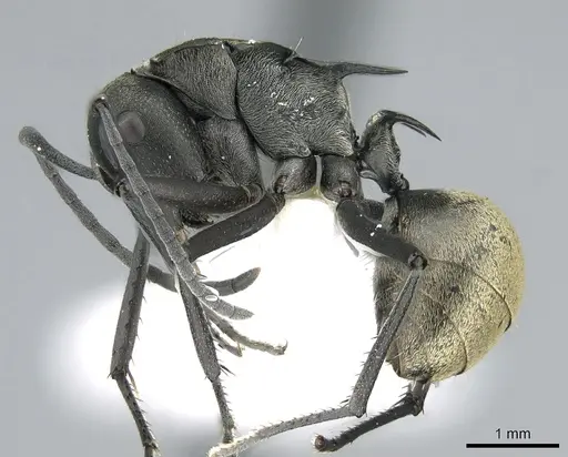 Polyrhachis crawleyi specimen CASENT0906588 image casent0906588_4