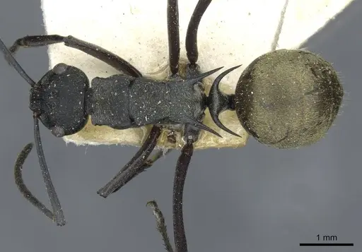Polyrhachis crawleyi specimen CASENT0910803 image casent0910803_1