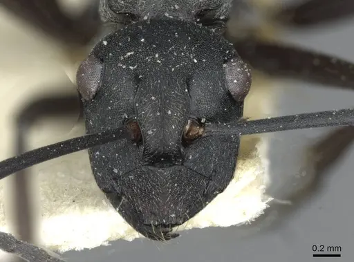 Polyrhachis crawleyi specimen CASENT0910803 image casent0910803_2