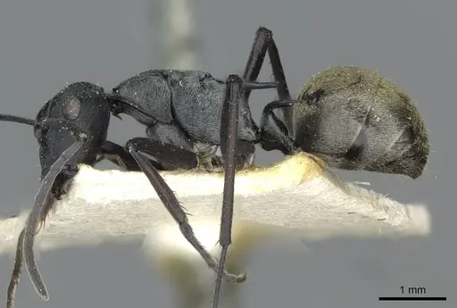 Polyrhachis crawleyi specimen CASENT0910803 image casent0910803_3