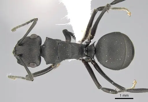 Polyrhachis creusa specimen CASENT0740817 image casent0740817_1