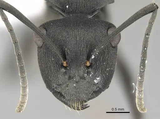 Polyrhachis creusa specimen CASENT0740817 image casent0740817_2