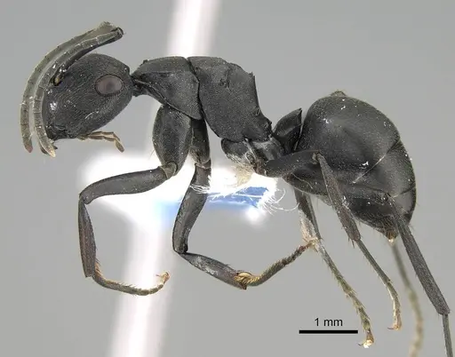 Polyrhachis creusa specimen CASENT0740817 image casent0740817_3