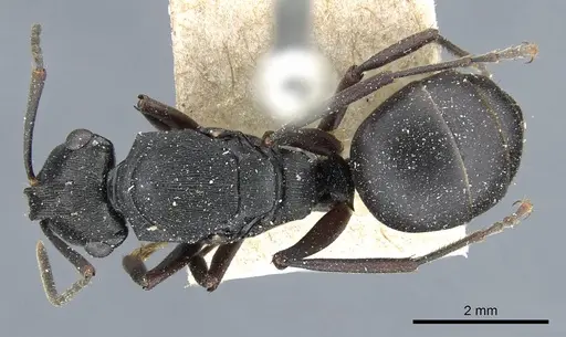 Polyrhachis creusa specimen CASENT0905558 image casent0905558_1