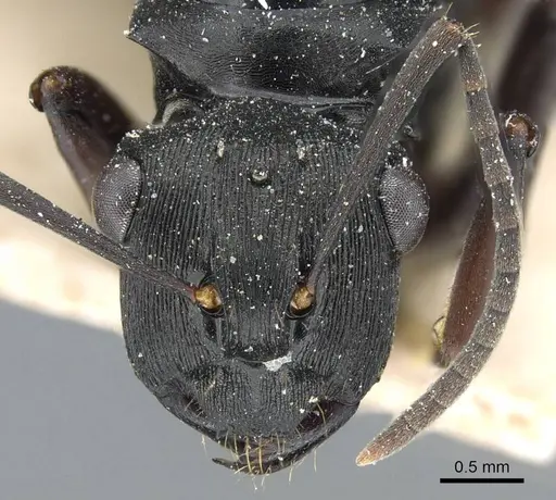 Polyrhachis creusa specimen CASENT0905558 image casent0905558_2